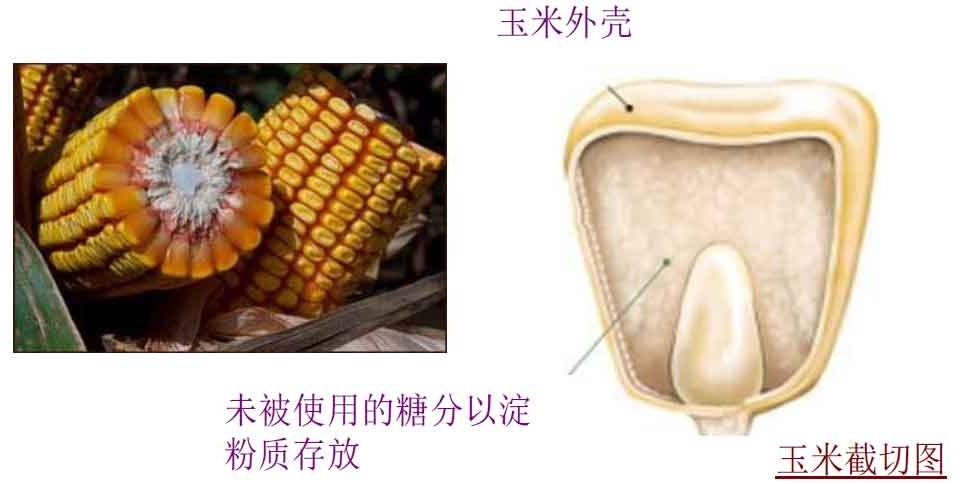 玉米结构.jpg
