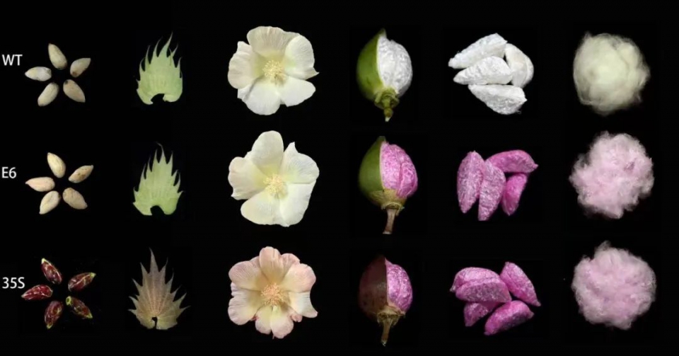 我国成功培育粉红色棉花.jpg